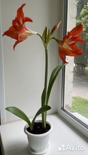 Гиппиаструм