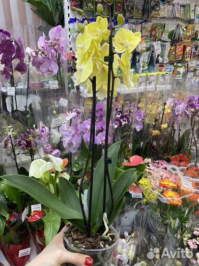 Орхидея фаленопсис биг лип желтая