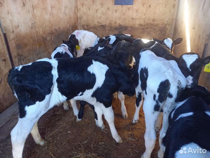 Бычки бычки