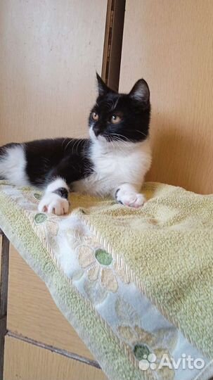 В добрые руки