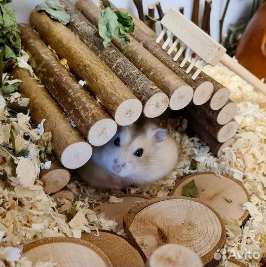 Консультация по содержанию джунгарских хомяков