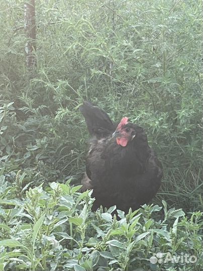 Куры джерсийский гигант