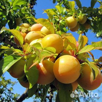 Черная смородина, вишня, малина, доставка