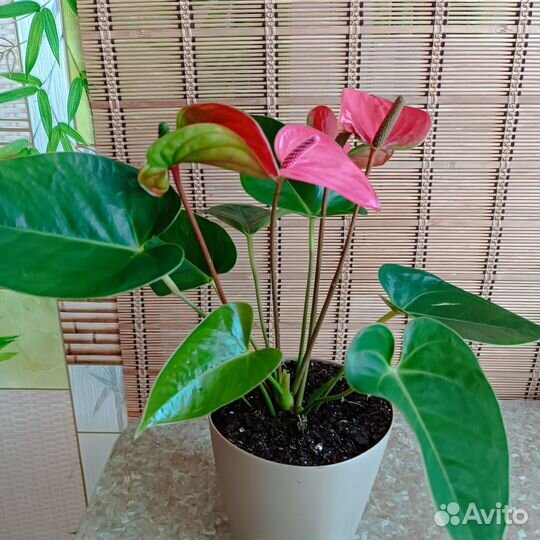 Антуриум Пинк Чемпион