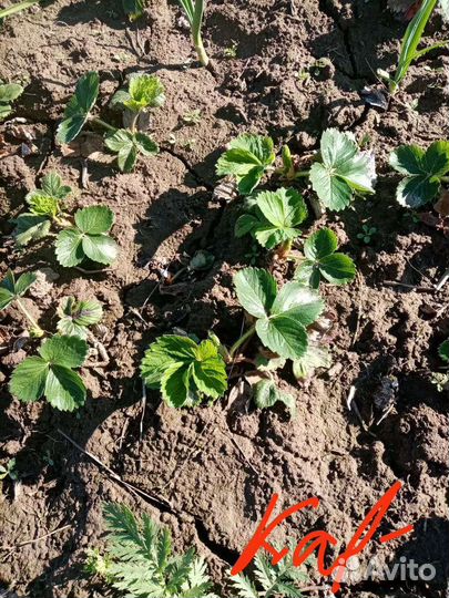 Рассада клубники азия