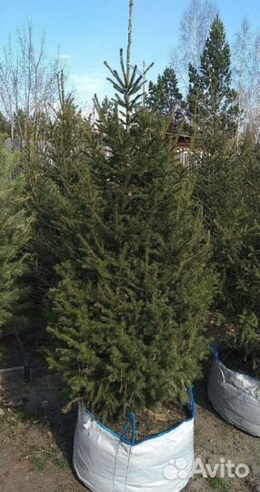 Сибирская ель экстра класс. Саженцы
