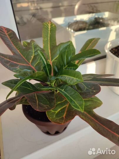 Кодиеум кротон