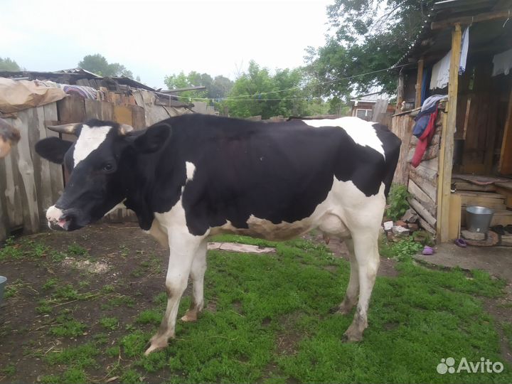 Продам корову дойную породистую