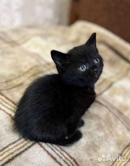 Черные котята в добрые руки