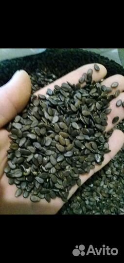 Семена арбуза