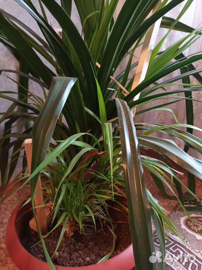 Панданус или винтовая пальма Высота 160 см