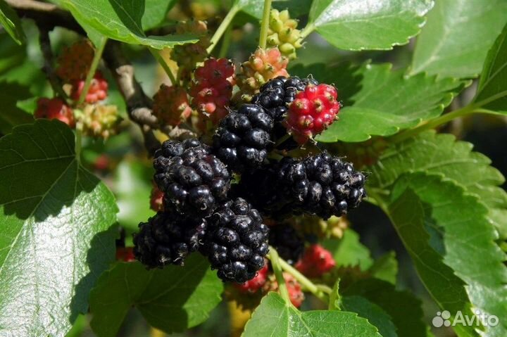 Шелковица белая, разные сорта, семена