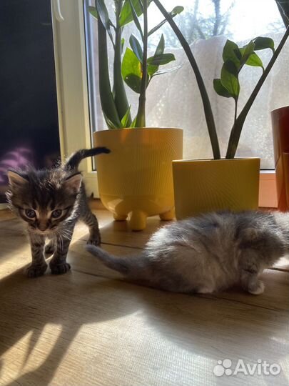 Котята