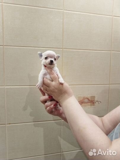 Мальчишки чихи