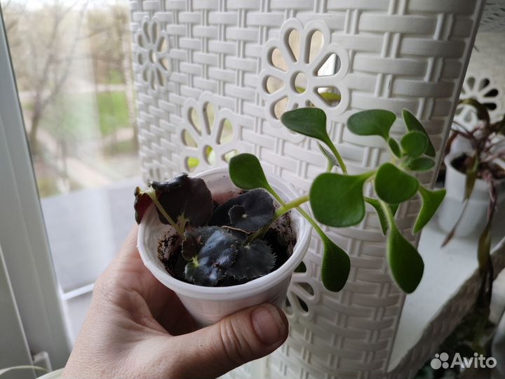 Комнатные растения цветы