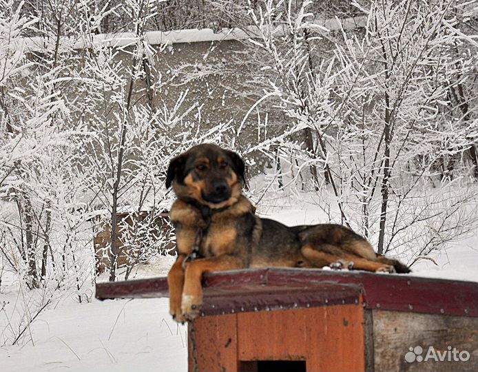 Собака в добрые руки