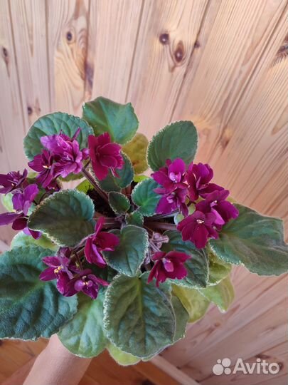 Фиалки, разные