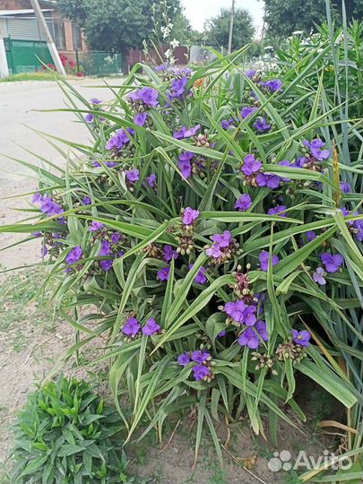 Садовые многолетники