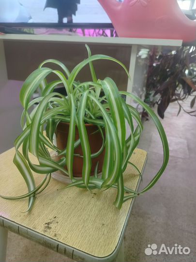 Цветы комнатные