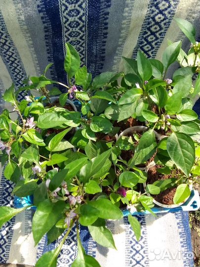 Перчик горький на подоконник