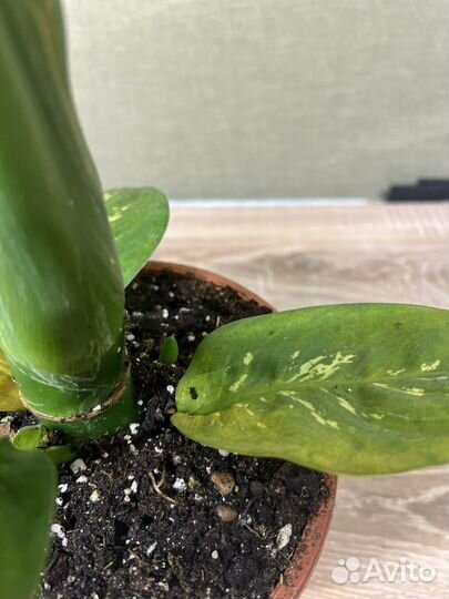 Dieffenbachia seguine Tropic Snow