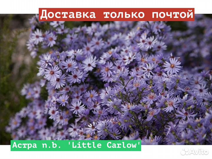 Астра n.b. Little Carlow