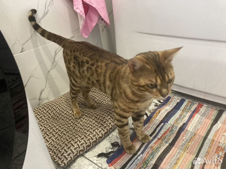 Бенгальский кот вязка