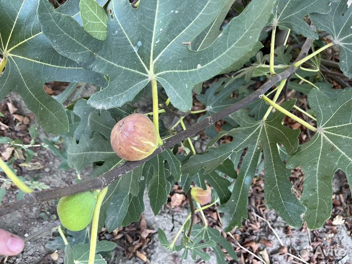 Инжир свежий