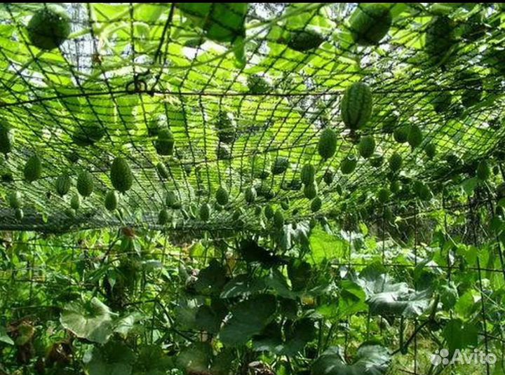 Рассада полосатики