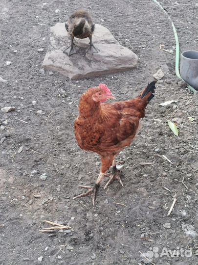 Молодые петухи