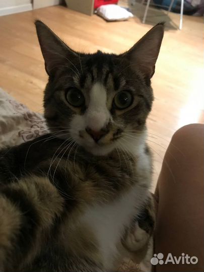 Ласковый котик