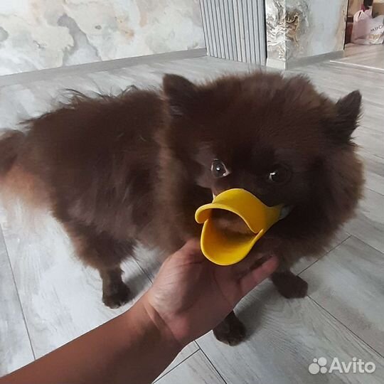 Одежда для собак