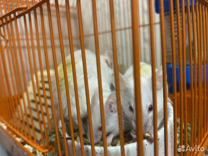 Отдам мышей