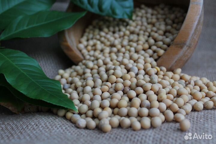 Соевые бобы. Россия 1 кг