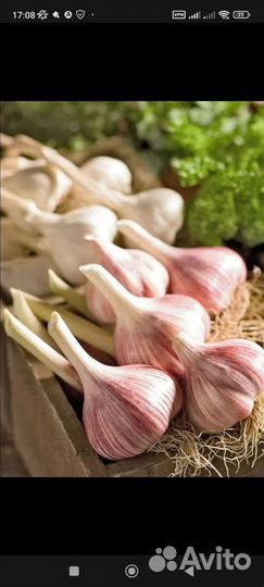 Чеснок