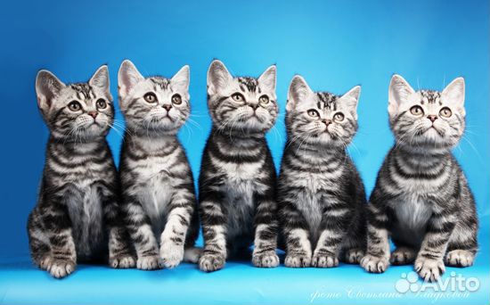 Американские короткошерстные котята