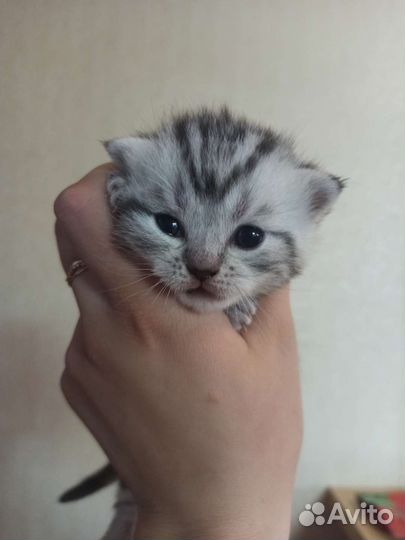 Шотландские котята