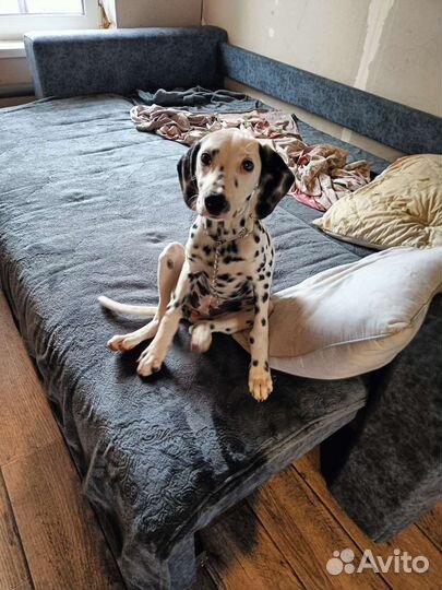 Долматинец