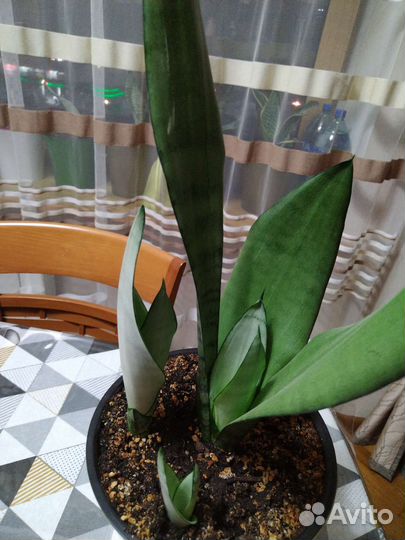 Сансевиерия муншайн