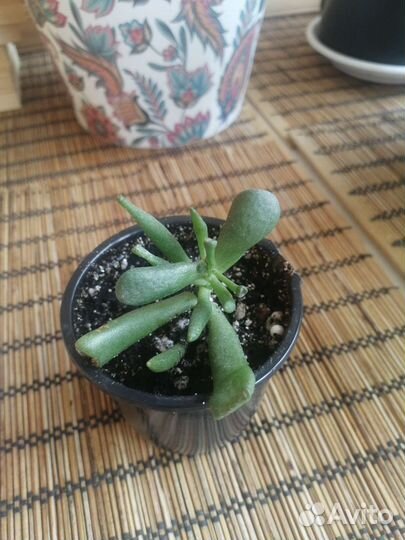 Крассула «Хоббит»