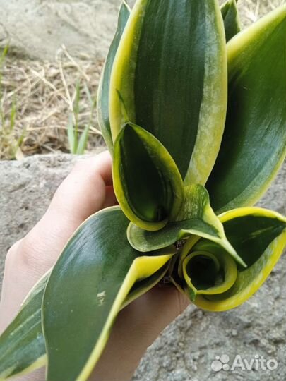 Сансевиерия ханни