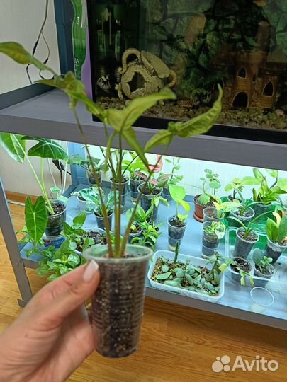 Сингониум Spear point