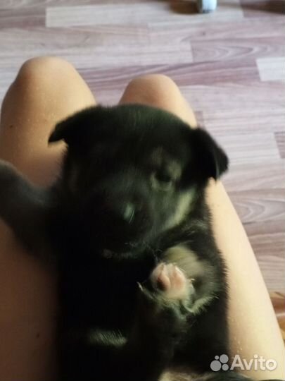 Отдаю щенков бесплатно в добрые руки