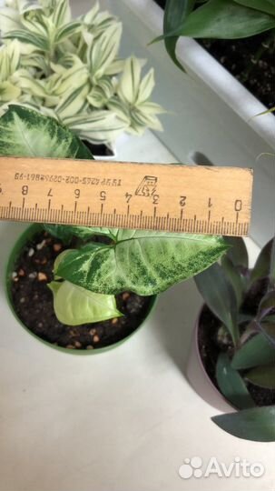 Сингониумы