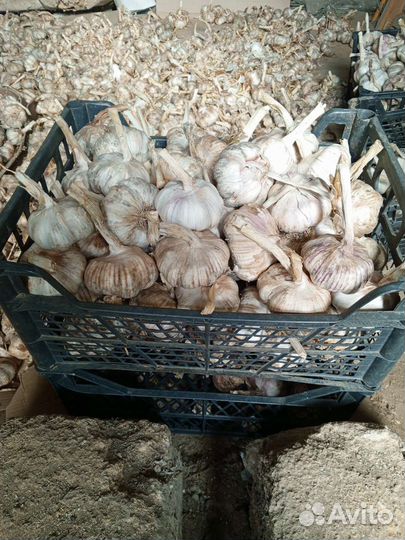Чеснок