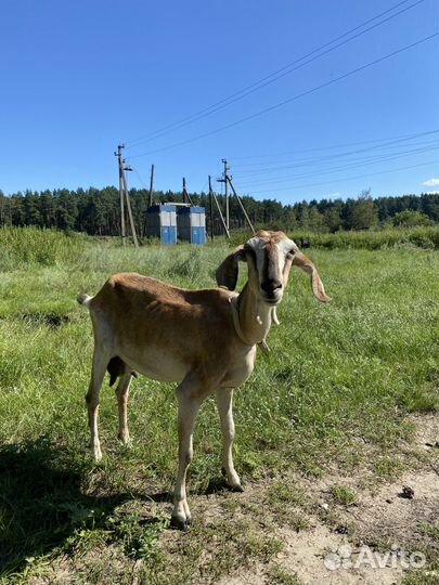 Коза и козел нубийской породы