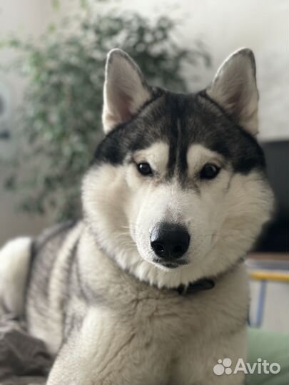 Для вязки