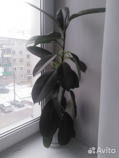 Диффенбахия, фикус,спатифиллум