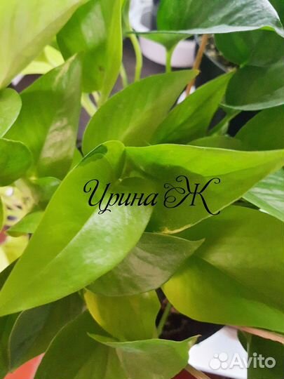 Сортовые Эпипремнумы