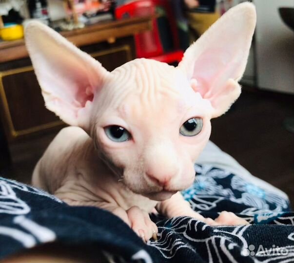 Вязка кот канадский сфинкс